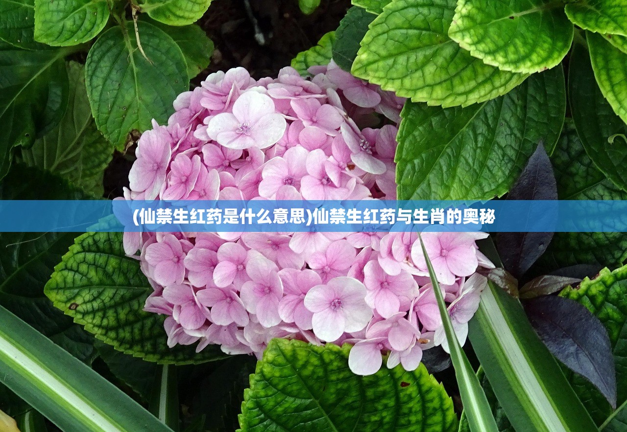 (仙禁生红药是什么意思)仙禁生红药与生肖的奥秘