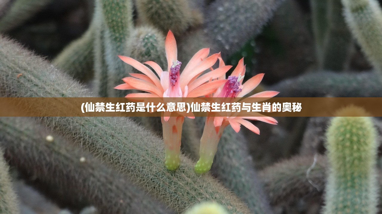 (仙禁生红药是什么意思)仙禁生红药与生肖的奥秘