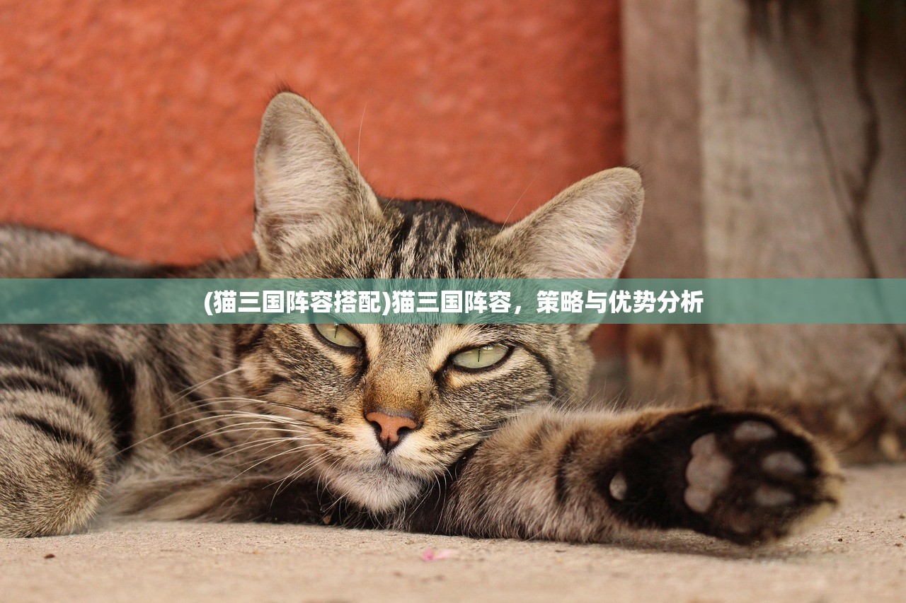 (猫三国阵容搭配)猫三国阵容，策略与优势分析