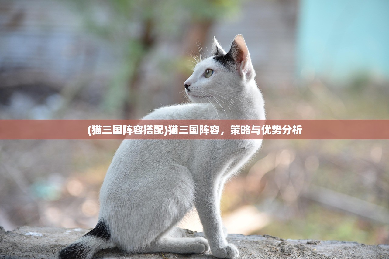 (猫三国阵容搭配)猫三国阵容，策略与优势分析