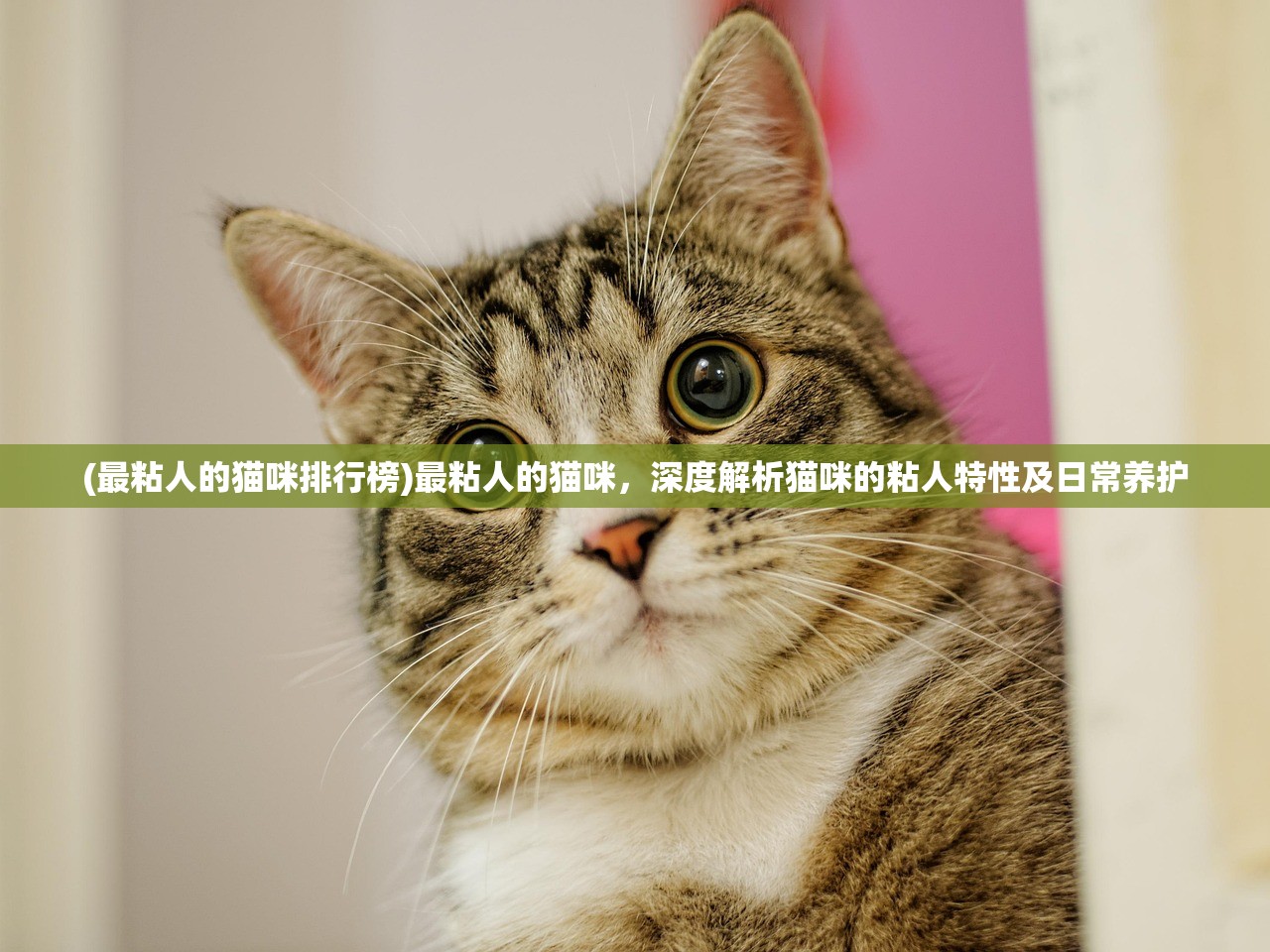 (最粘人的猫咪排行榜)最粘人的猫咪，深度解析猫咪的粘人特性及日常养护